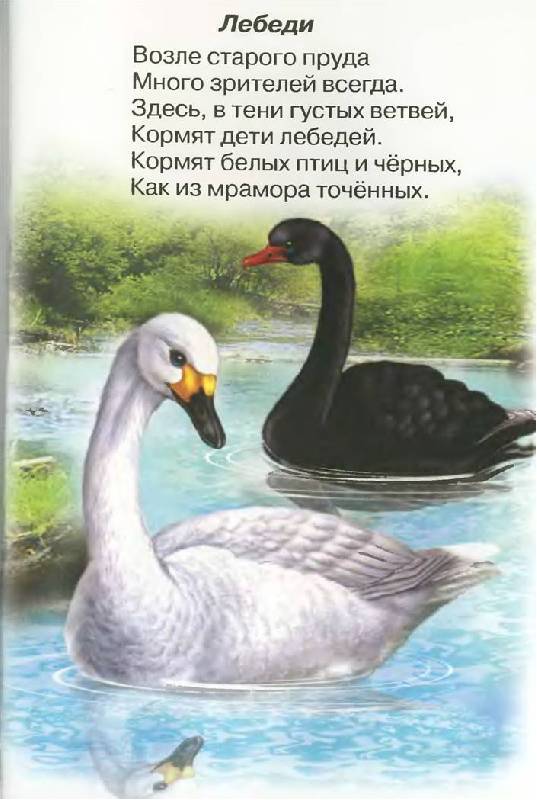 Как часто можно вязать породистую кошку? - Кошки и Как лепить из скульптурного пластилина жидкий пластилин