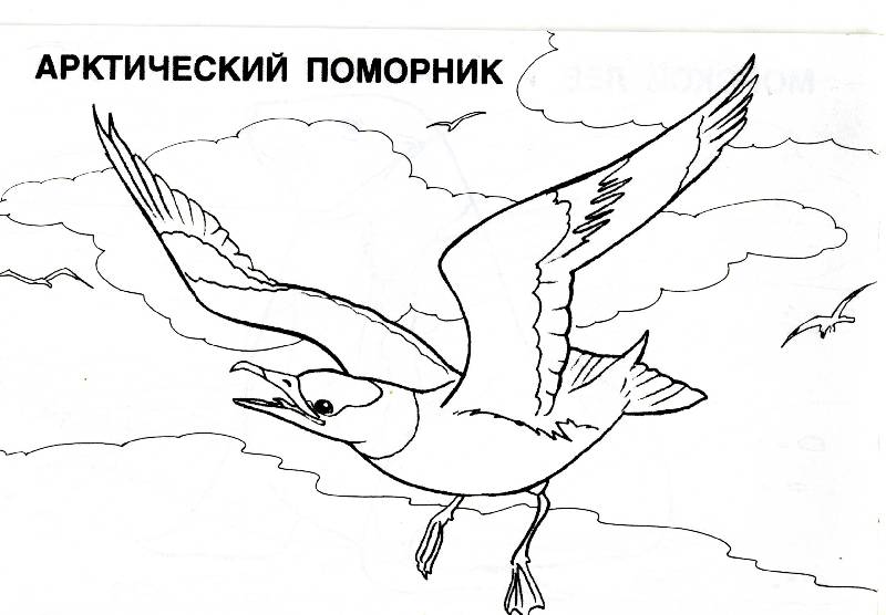 Раскраска животные арктики и антарктики Раскраска животные арктики и антарктики