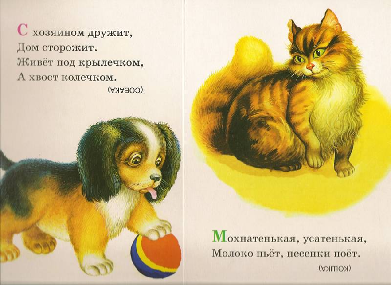 Стих про кота и собаки Стих про кота и собаки