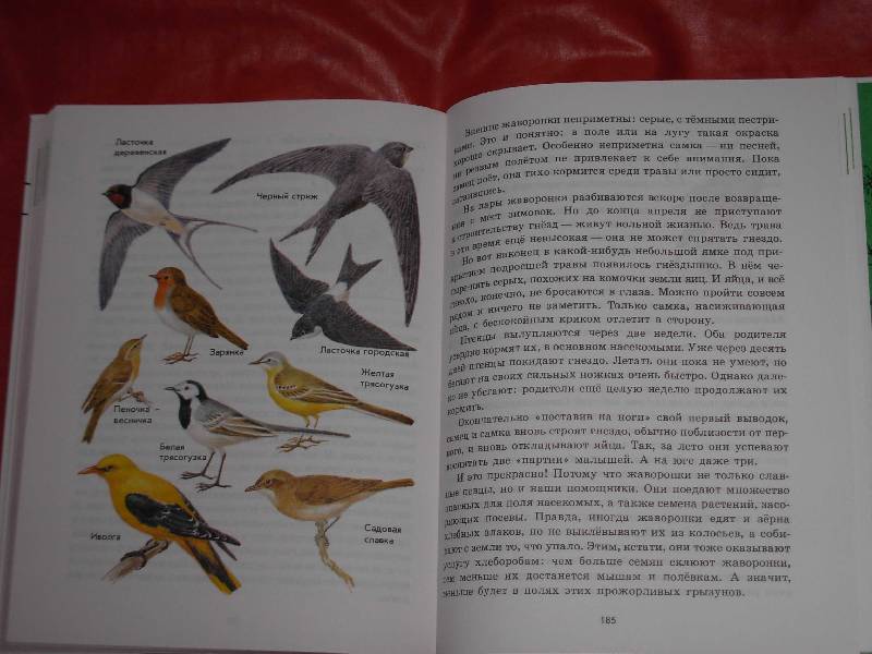17. 18. из 26 для. Источник. следующая. Марго. книги Зеленые