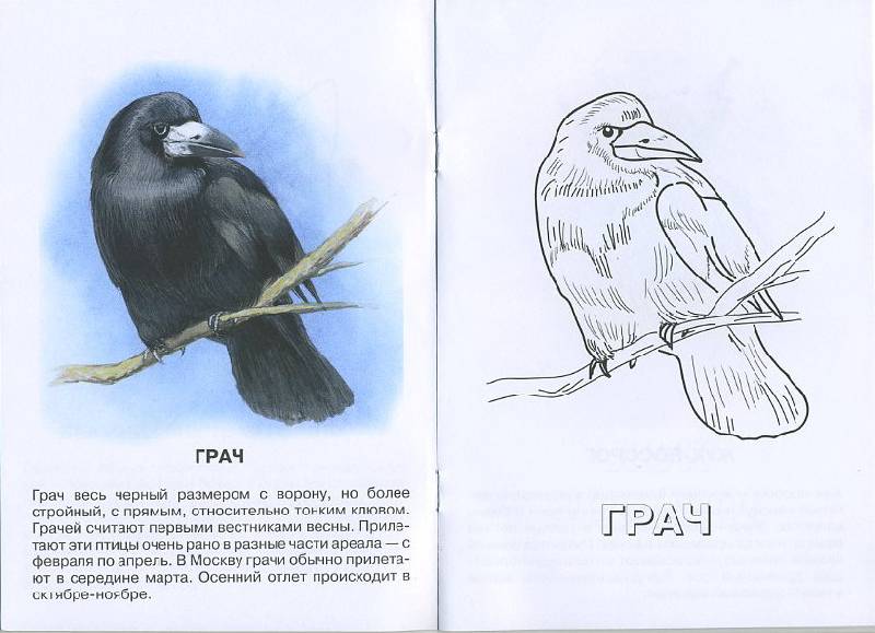 Раскраска грачей Раскраска грачей