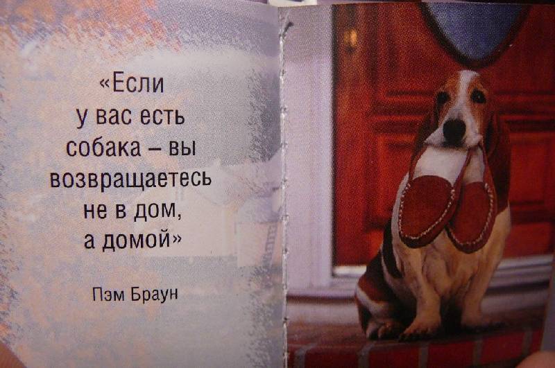 Стих собака верный друг человека Стих собака верный друг человека