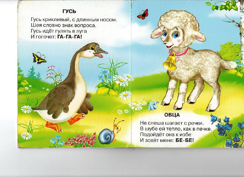 Стих овцы и бараны Стих овцы и бараны