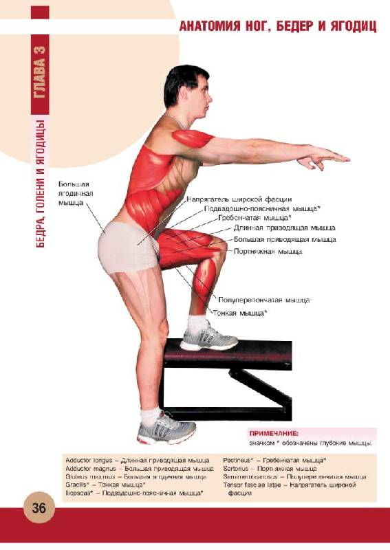 Фиалка. следующая. 1. Иллюстрация. книги Анатомия физических