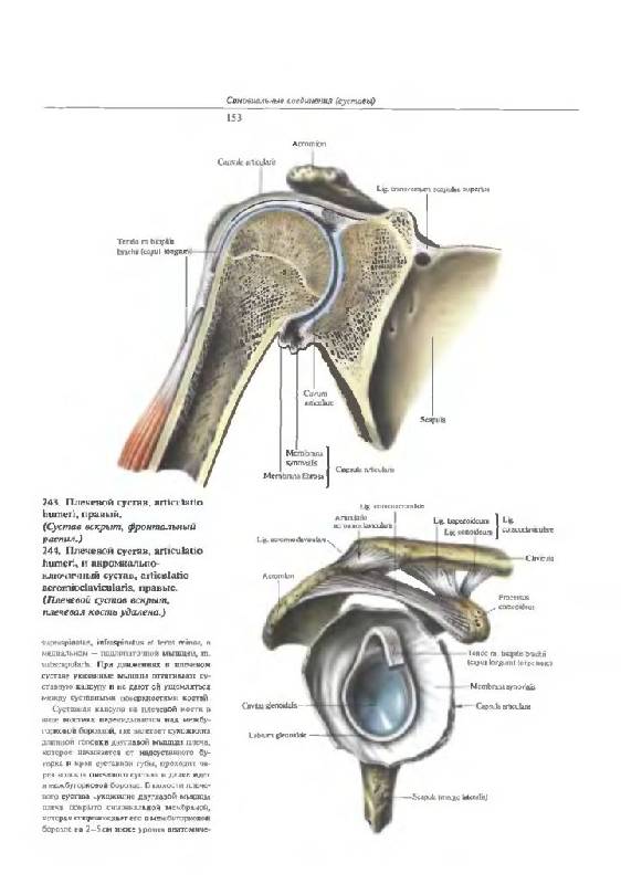 Анатомия Синельников Том 1