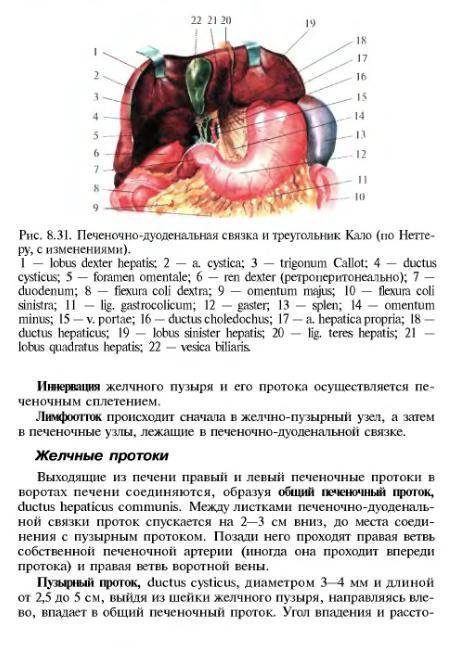 9. 8. 1. Иллюстрация. книги Топографическая анатомия и оперативная