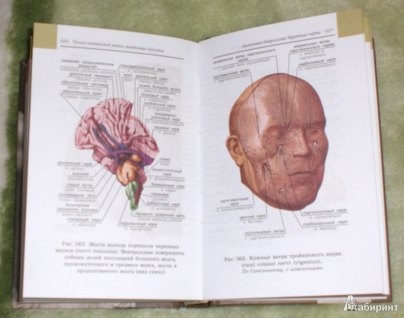 Скачать бесплатно учебник анатомия человека автор сапин и билич