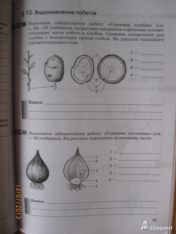 Биология 11 Класс Учебник Пономарева