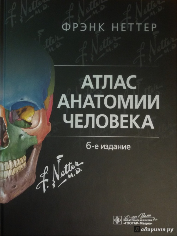 Анатомия Человека Учебник Скачать Торрент - vacationsaccuse