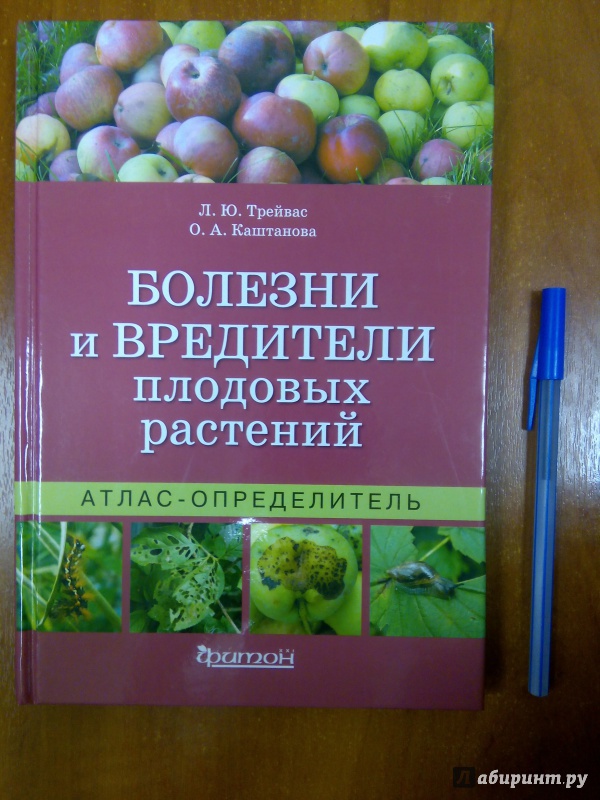 Цветок поглощающий негативную энергию Цветок поглощающий негативную энергию