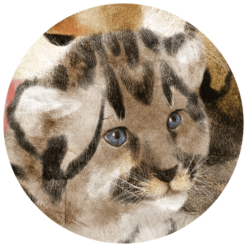 <p>Котенок ягуара тяжелее котенка гепарда.</p>