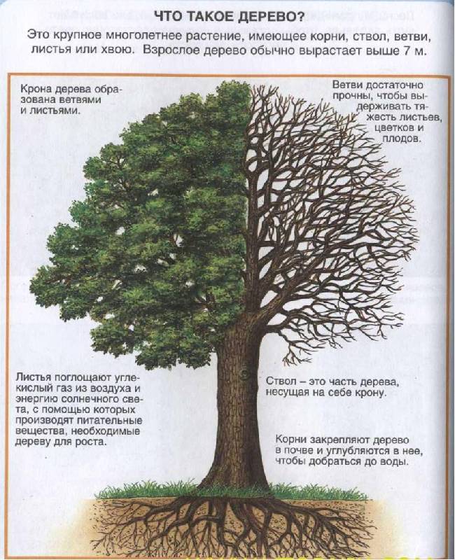 Иллюстрация 1 из 13 для Жизнь леса - Мари-Рене Пимон | Лабиринт - книги. Источник: Лана