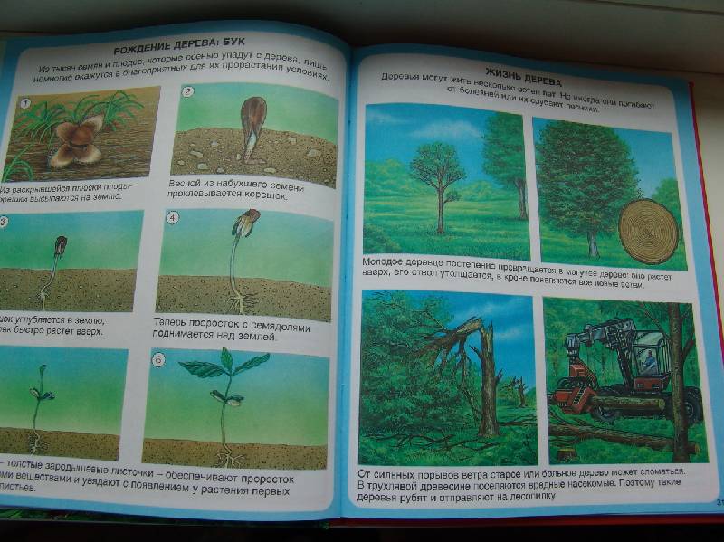 Иллюстрация 10 из 13 для Жизнь леса - Мари-Рене Пимон | Лабиринт - книги. Источник: Лаванда