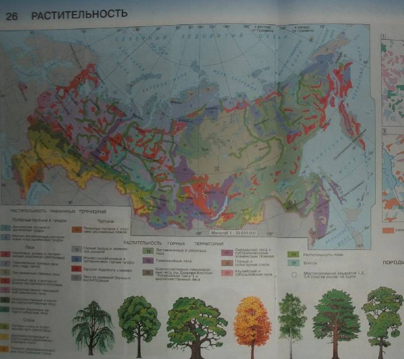 Карта растительности россии 8 класс