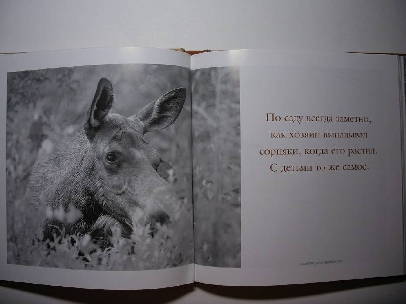 Иллюстрация 1 из 17 для Папочка - классный! Мудрость жизни: Почти все об отцовстве | Лабиринт - книги. Источник: Tiger.