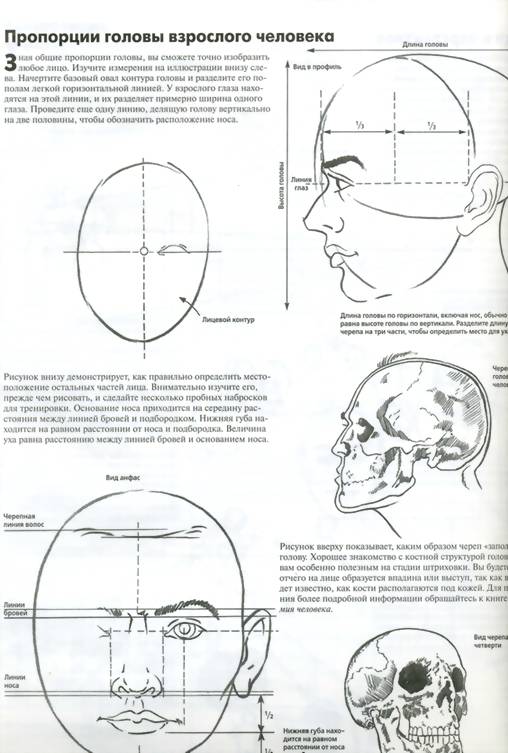 Основные пропорции головы