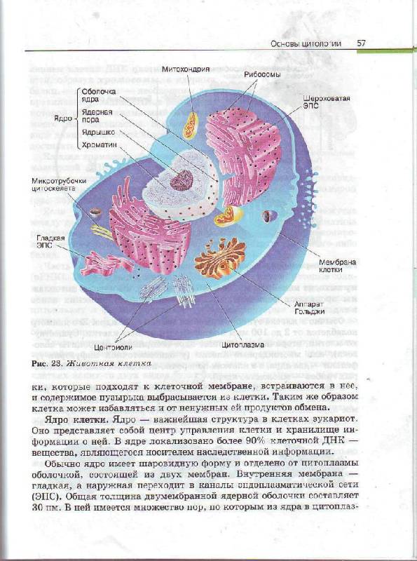 Учебник биология 11 класс каменский