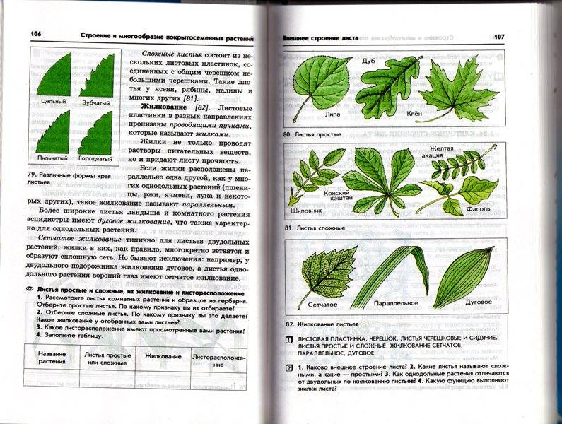 Работа с моделями схемами таблицами биология 6 класс