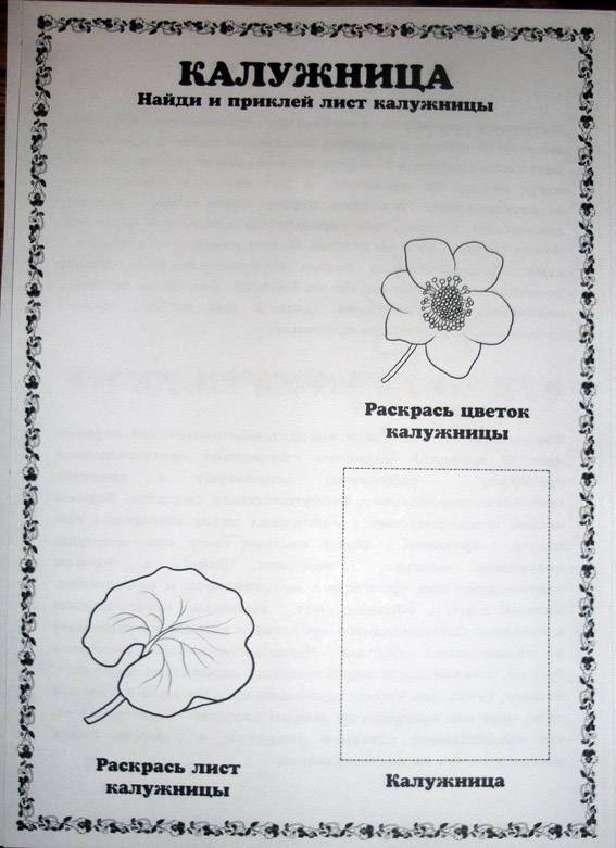 Светлана и максим собрали и подготовили для гербария образцы растений для каждого растения ответ