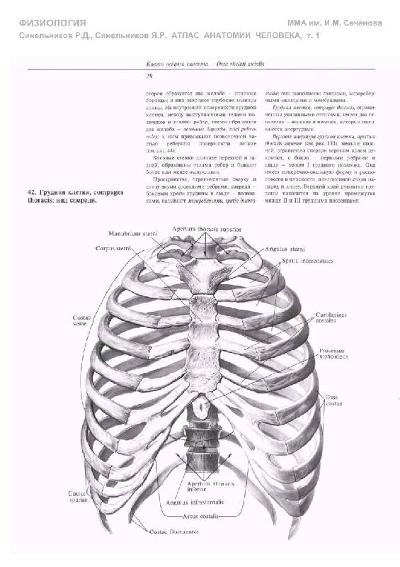 Синельников анатомия. Атлас анатомии человека Синельников 1 том. Ребро анатомия человека Синельников. Синельников анатомия скелет. Грудная клетка атлас Синельникова.