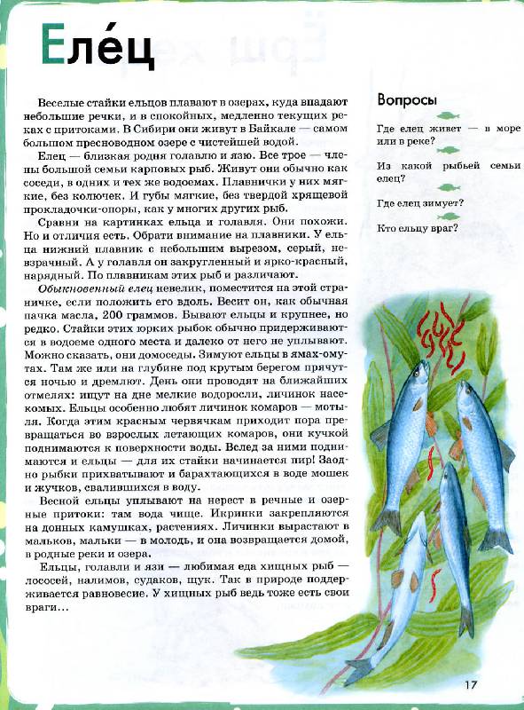 Иллюстрация 20 из 35 для Азбука. Рыбы России. Книга для чтения детям - Инна Шустова | Лабиринт - книги. Источник: Росинка