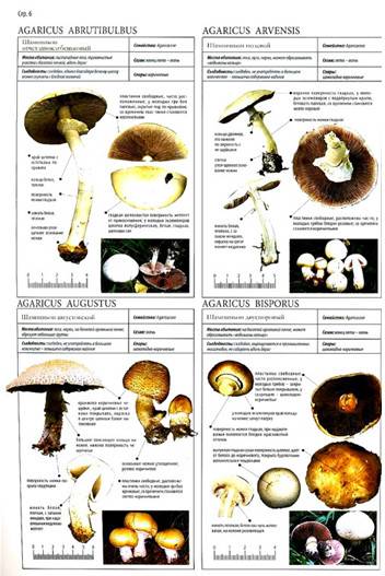 Съедобные грибы занесенные в красную книгу россии с фото