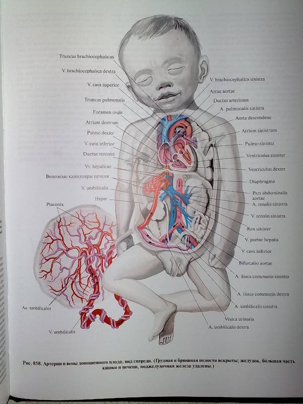 Анатомический атлас человека в картинках смотреть