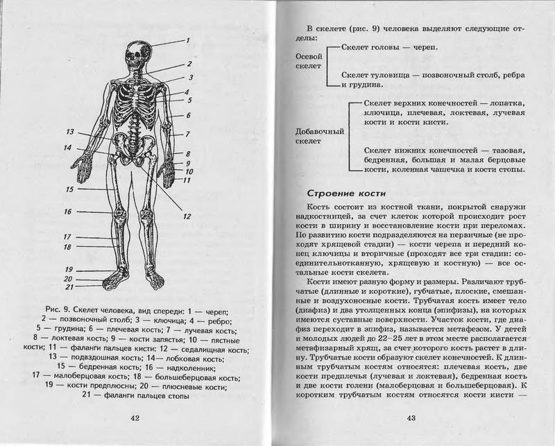 Анатомия физиология человека кратко