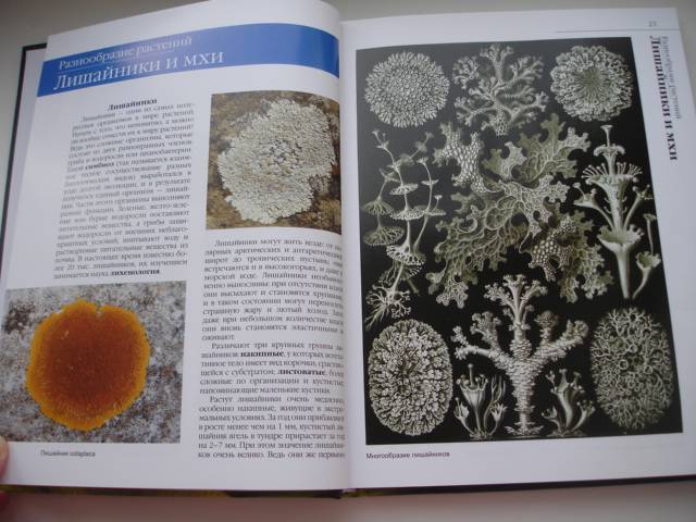 Иллюстрация № 24 к книге