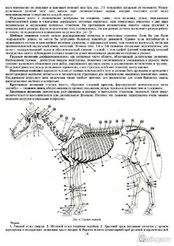 Стандарт цвергшнауцера схема анатомия