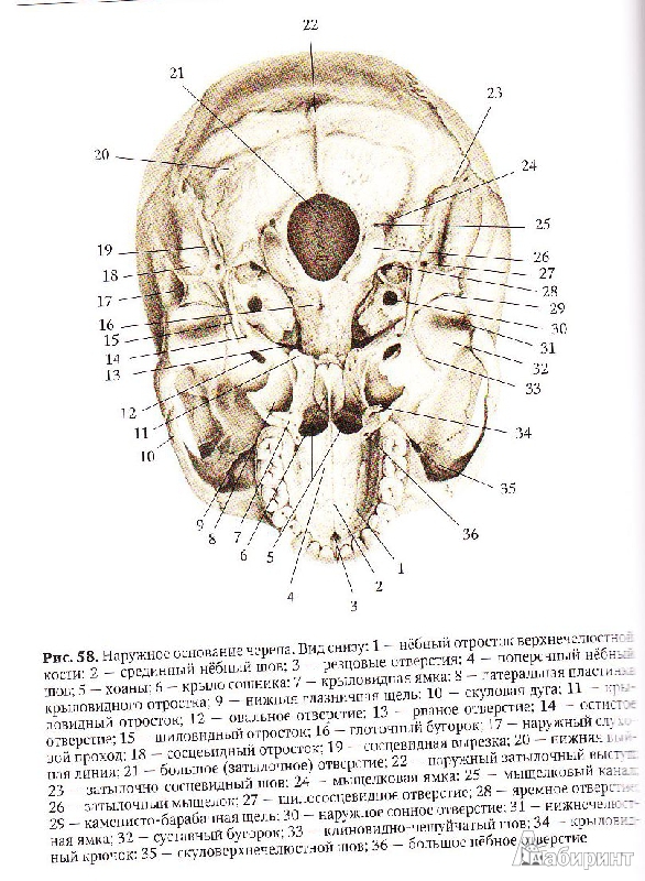 Брыксина анатомия и физиология. Сапин Брыксина анатомия человека. Анатомия человека для педагогических вузов. Анатомия Сапин Брыксина рис 4. Книга Сапина череп.