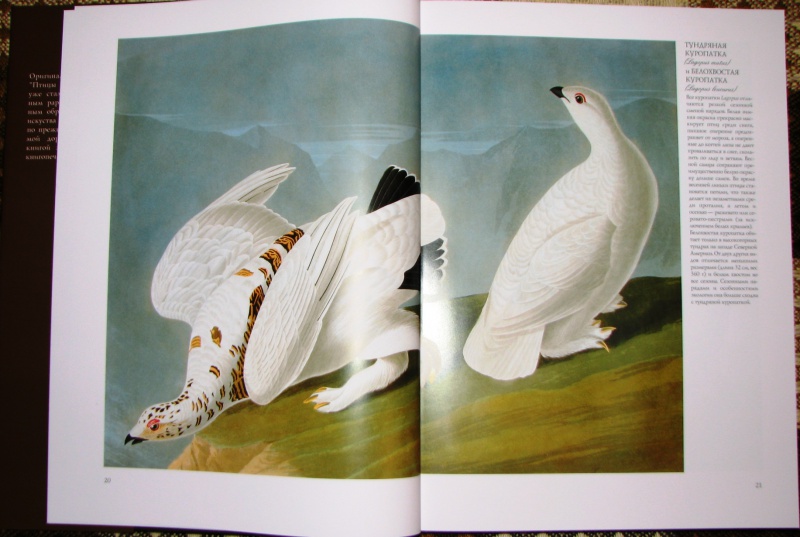 Книга: "Птицы Америки (в футляре)" - Джеймс Одюбон. Купить книгу ...