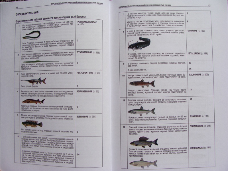 Определитель Рыб По Фото Онлайн Бесплатно