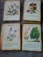 Иллюстрация 5 из 26 для Хранительницы сада. Цветочные истории для ...