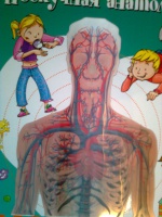 Как все устроено? Рассказываем детям об анатомии человека!