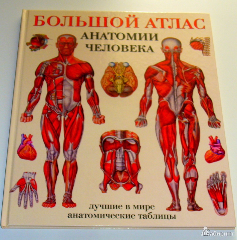 Анатомия человека пособия