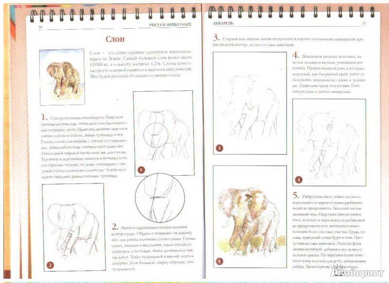 Книги как рисовать животных