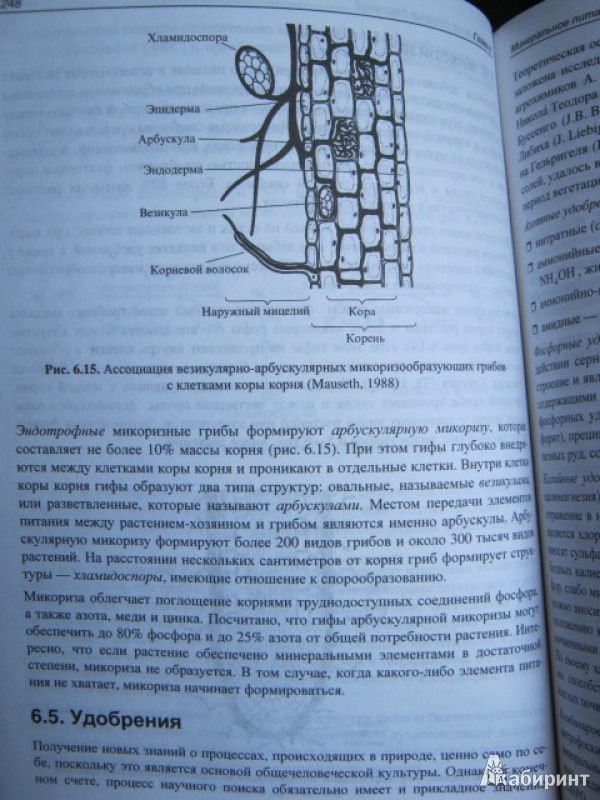 Физиология растений картинки