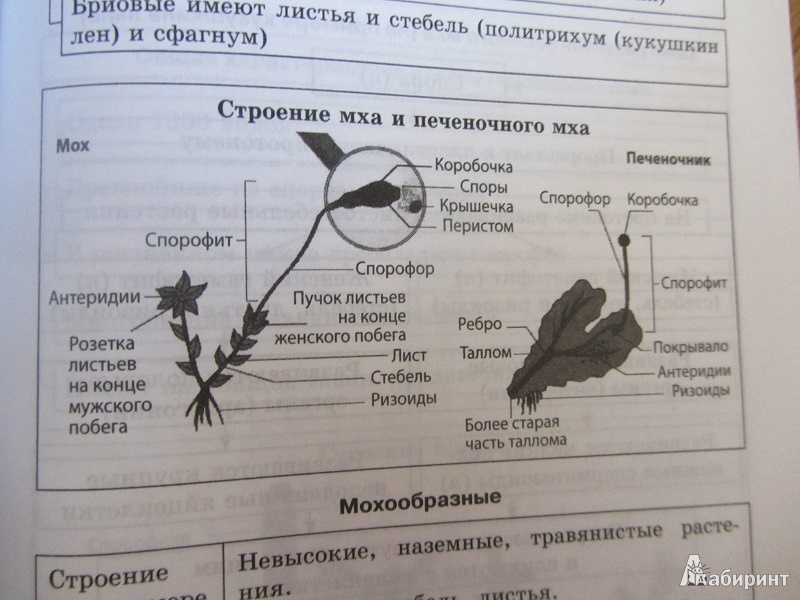 Биология ионцева в схемах