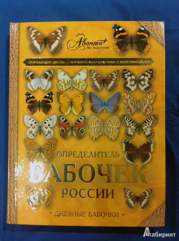 Бабочки в центральной россии фото названия