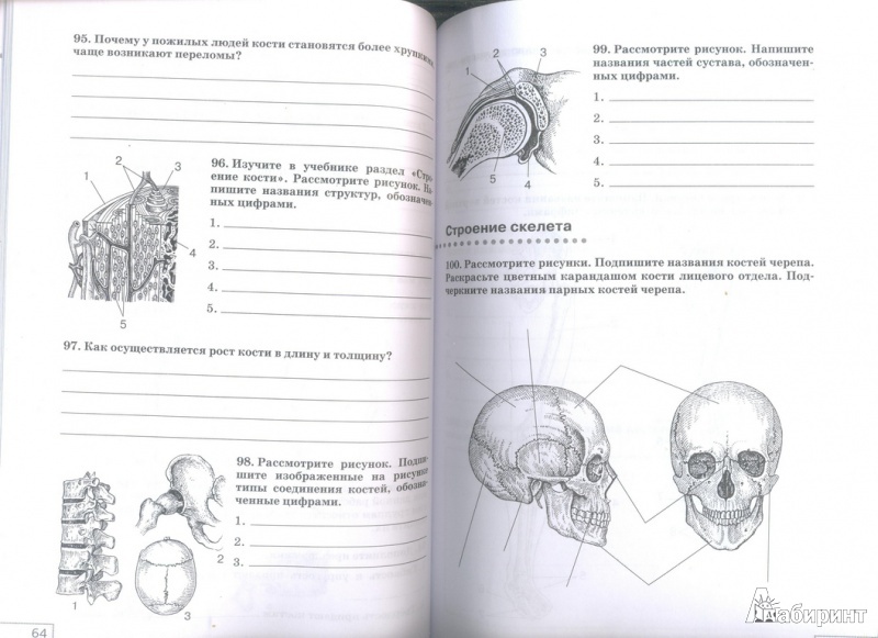 Биология 8 класс рохлов учебник скачать