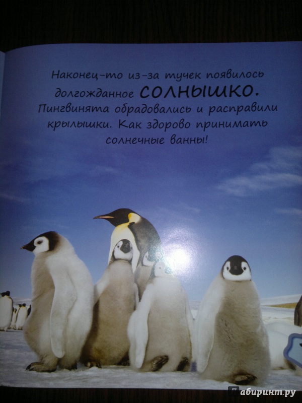 Журнал пингвин фото