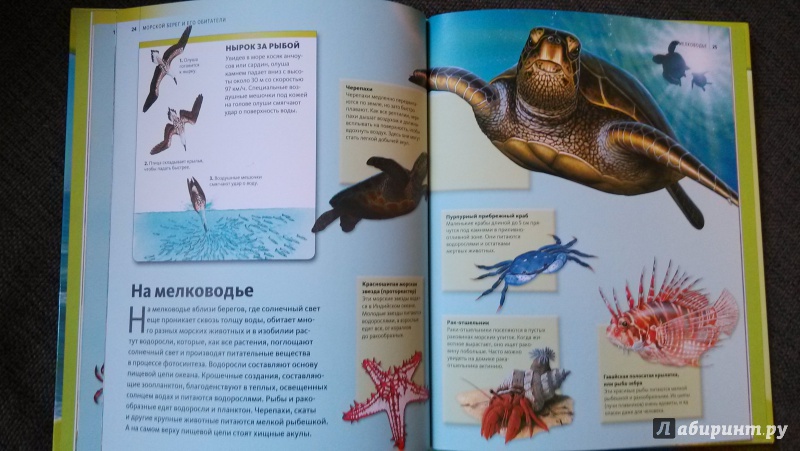 Книга морская практика в картинках