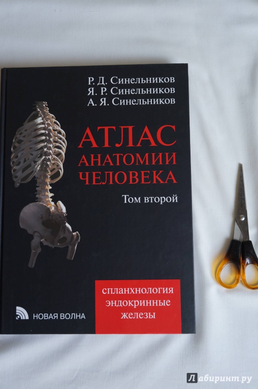 Анатомия атлас том 1. Синельников атлас анатомии 1 том. Атлас анатомии человека Синельников 2. Синельников анатомия 2 том. Атлас анатомии человека Синельников том 4.