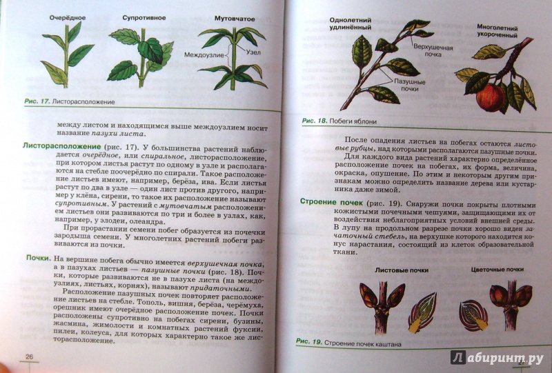 Биология 6 класс пасечник книга читать