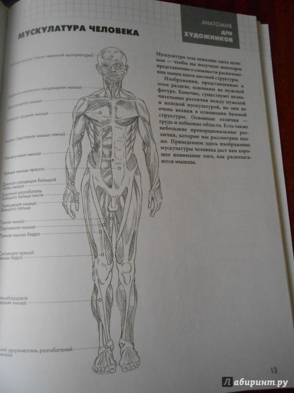 План изучения анатомии для художников
