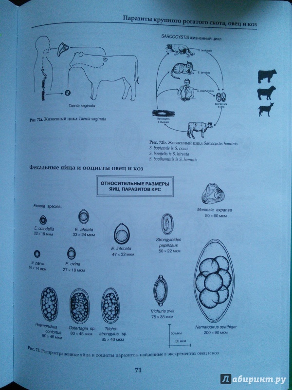 Руководство По Паразитологии В Ветеринарии