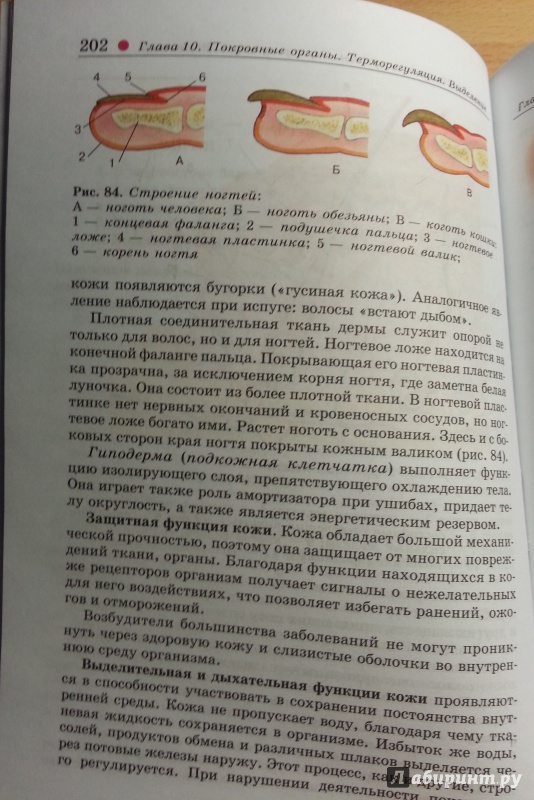 Биология 8 класс учебник читать колесов маш беляев гдз Биология 8 класс учебник читать колесов маш беляев гдз