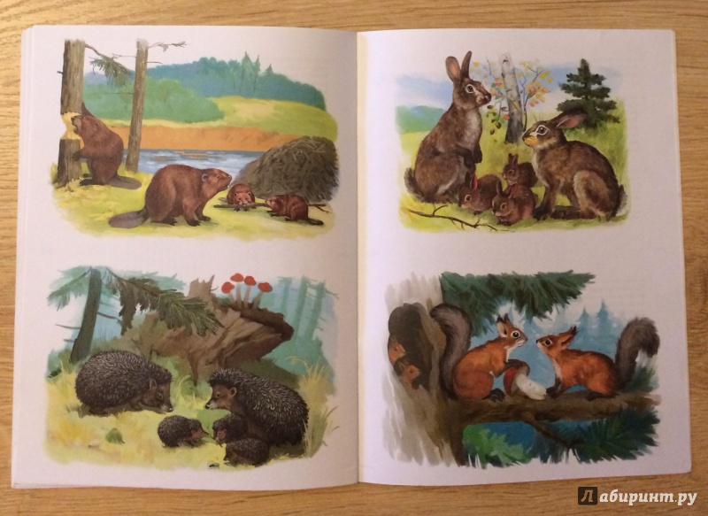 Звери весной средняя группа. Иллюстрации диких животных для детей. Дикие и домашние животные. Дикие животные средней полосы. Картины с дикими животными для детей.