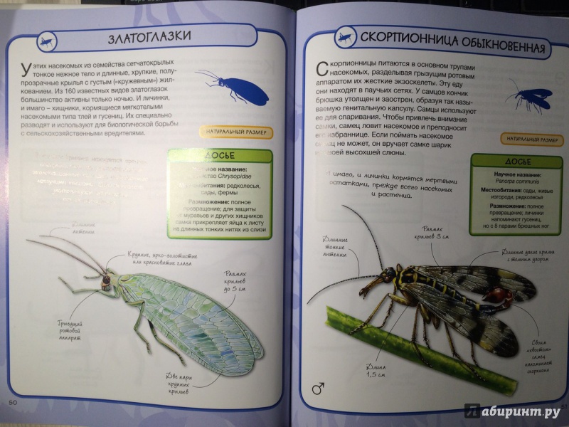 План на каждый день насекомые старшая группа